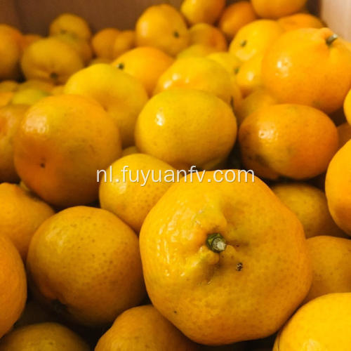 Baby mandarijn sinaasappelen zijn rechtstreeks van de fabriek